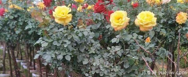 想让月季朵开花,关于爆笋的办法是什么呢?(图1) 想让月季朵开花,关于爆笋的办法是什么呢?(图1)