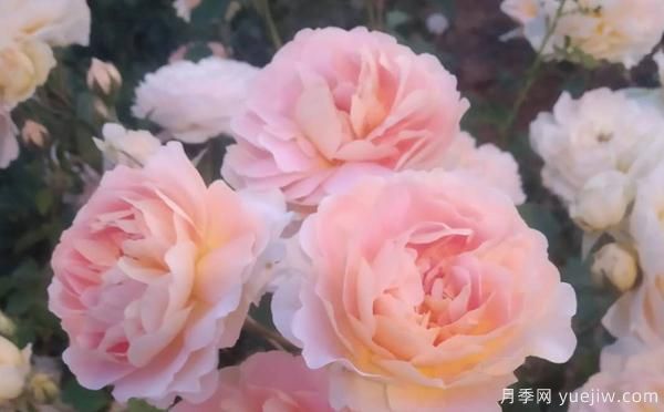 树状月季养殖备受大家受用的方法!(图1) 树状月季养殖备受大家受用的方法!(图1)