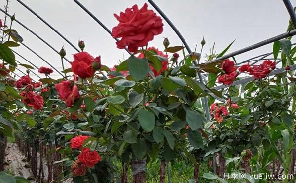 种植红色树状月季,施肥的特点?(图1) 种植红色树状月季,施肥的特点?(图1)