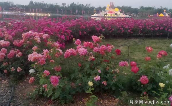 树状月季嫁接后,何时适合播种呢?(图1) 树状月季嫁接后,何时适合播种呢?(图1)