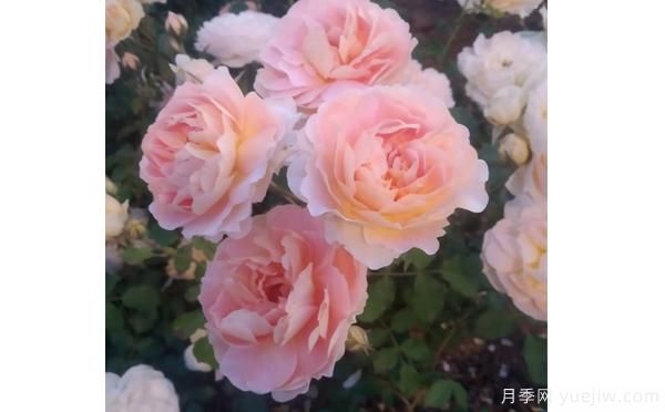 树状月季花矮小,这样做让它成长(图1) 树状月季花矮小,这样做让它成长(图1)