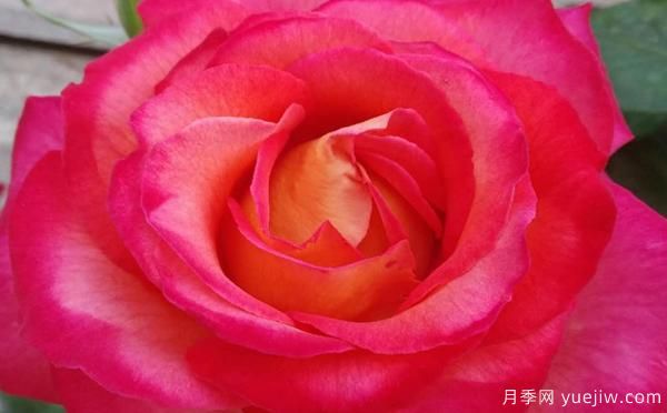 树状月季夏季时如何管理？(图1)