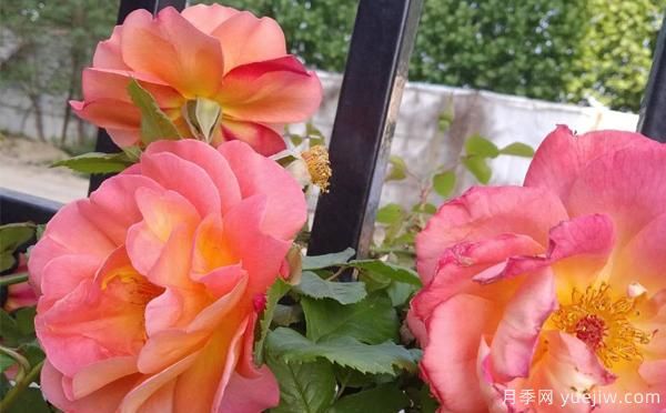 4公分树状月季种不好,可能会导致养不活的原因(图1) 4公分树状月季种不好,可能会导致养不活的原因(图1)