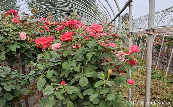 多色树状月季嫁接时,需要准备的事项是什么呢(图1) 多色树状月季嫁接时,需要准备的事项是什么呢(图1)