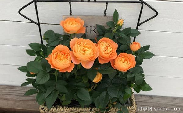 月季枯萎的其中一个原因,冻害也是一个因素(图1) 月季枯萎的其中一个原因,冻害也是一个因素(图1)