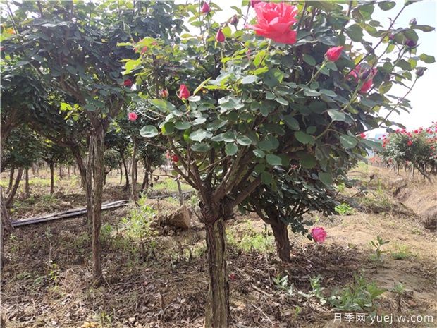 树状月季花在春夏秋冬四个季节,修剪的办法是什么(图1) 树状月季花在春夏秋冬四个季节,修剪的办法是什么(图1)