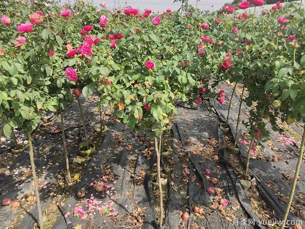 南阳2公分棒棒糖月季的好品种，遥远的鼓声推荐给花友们(图1)