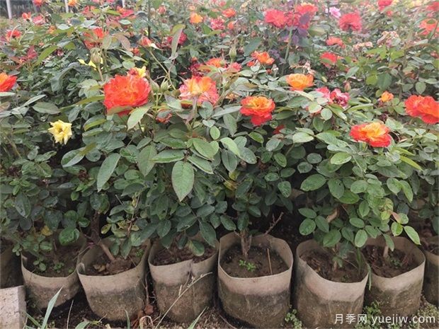 想要月季花繁似锦？冬剪工作是关键(图1)