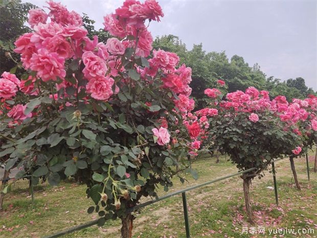 月季花的修剪方法(图1) 月季花的修剪方法(图1)