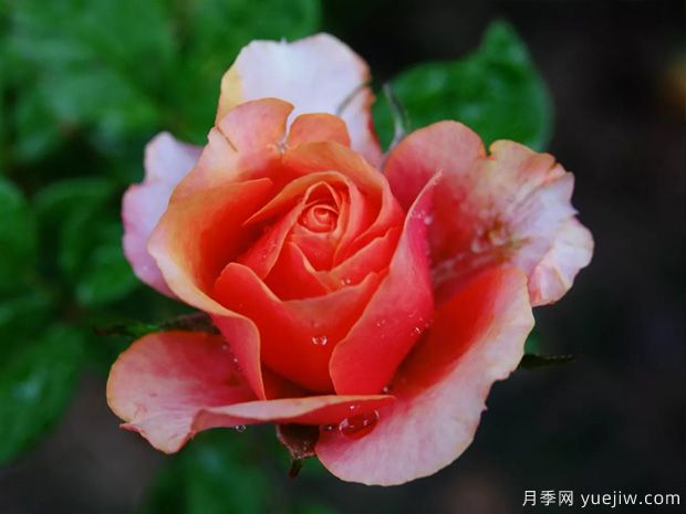 色彩艳丽斑斓的大花微月-永远的艾帕索(图1) 色彩艳丽斑斓的大花微月,永远的艾帕索(图1)