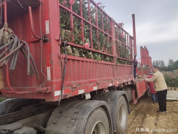 月季网大钵粉扇月季半挂车发往广西绿化工程(图1)