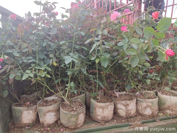 月季网大钵粉扇月季半挂车发往广西绿化工程(图2)