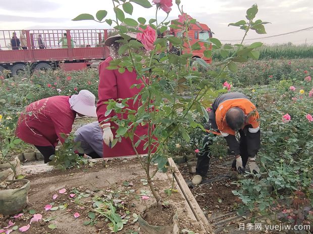 月季网大钵粉扇月季半挂车发往广西绿化工程(图4)