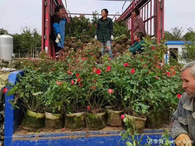 月季网三年生北京红月季装车发货(图1)