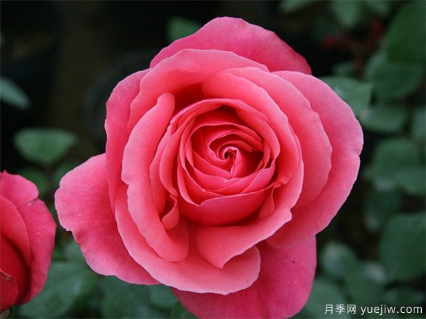 推荐12种大花月季，颜值爆表，抗病好打理(图1)