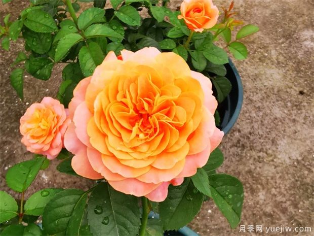 月季花上盆、翻盆与换盆方法(图1) 月季花上盆、翻盆与换盆方法(图1)