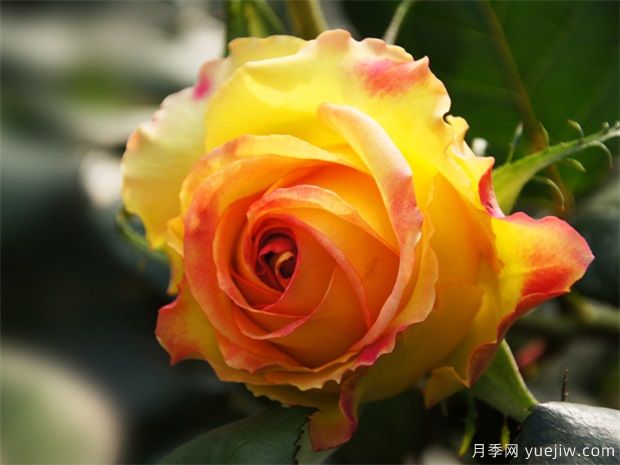 盆栽月季在室外越冬好还是室内?(图1) 盆栽月季在室外越冬好还是室内?(图1)