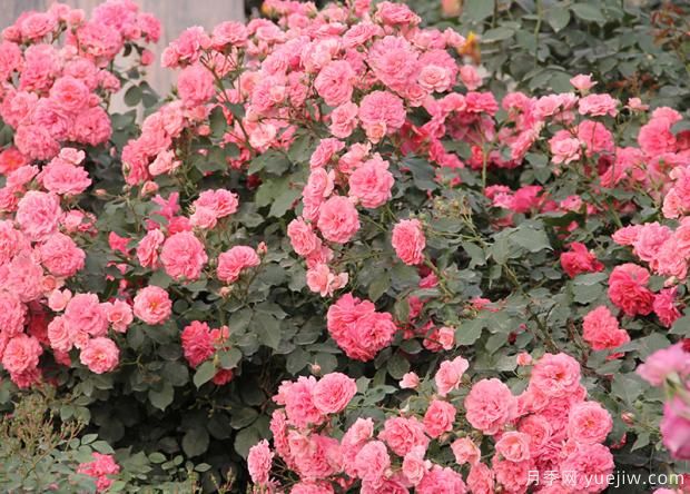 月季花常见虫害及防治方法(图1) 月季花常见虫害及防治方法(图1)