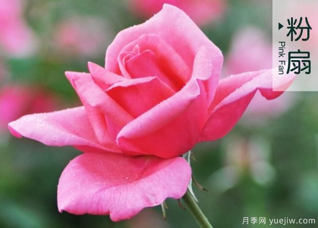 树状月季的嫁接方法(图1)