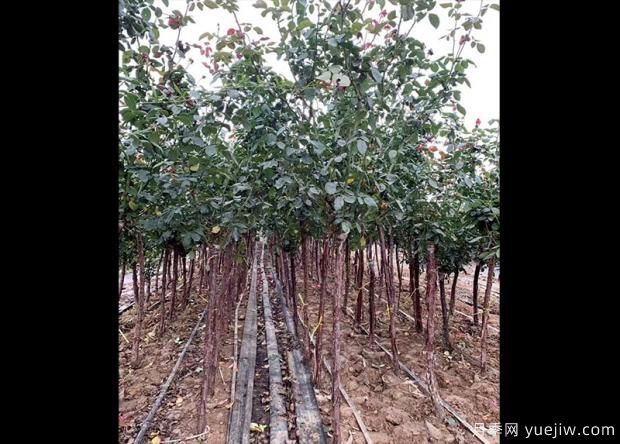 怎样用淘米水浇月季花？(图1)