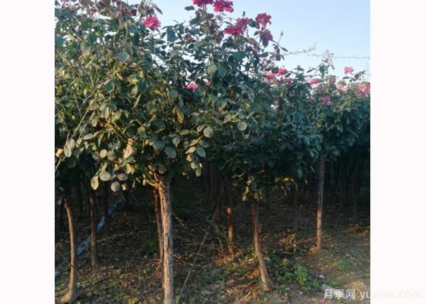 月季洒水的留意事项 月季花的正确饲养办法(图2) 月季洒水的留意事项 月季花的正确饲养办法(图2)