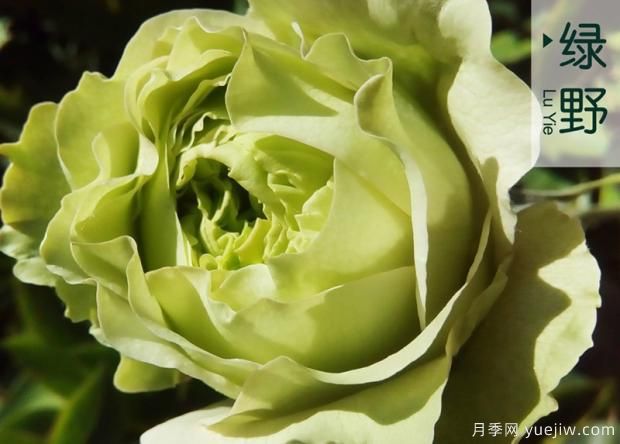 气调法维护树状月季的要点(图1) 气调法维护树状月季的要点(图1)