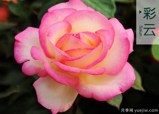 树状月季病虫害中后期防治(图1) 树状月季病虫害中后期防治(图1)