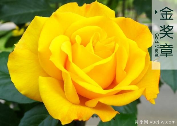 种植月季害怕遇到什么情况?怎么却去解决?(图1) 种植月季害怕遇到什么情况?怎么却去解决?(图1)