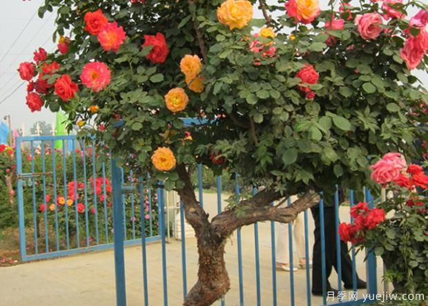 适合在庭院养的植物你知道吗?(图2) 适合在庭院养的植物你知道吗?(图2)