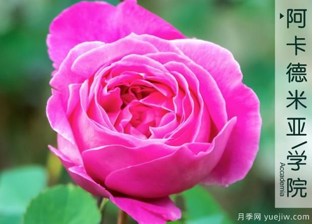 月季在夏天会被晒到不认识是真的吗?真相居然是这样(图1) 月季在夏天会被晒到不认识是真的吗?真相居然是这样(图1)