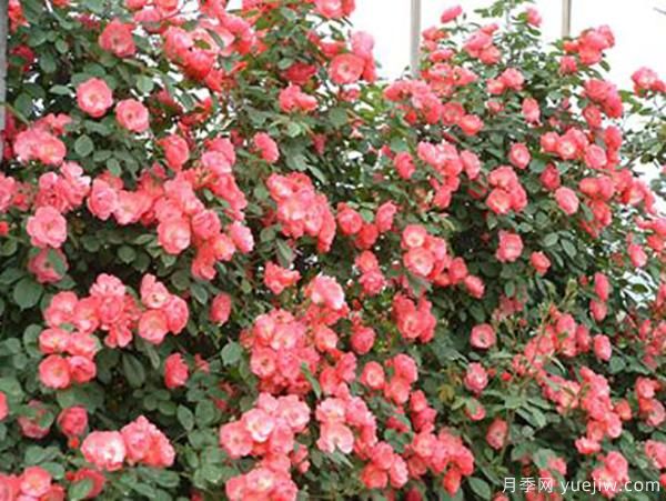 影响月季绽放的重要因素你知道是哪个吗?(图1) 影响月季绽放的重要因素你知道是哪个吗?(图1)