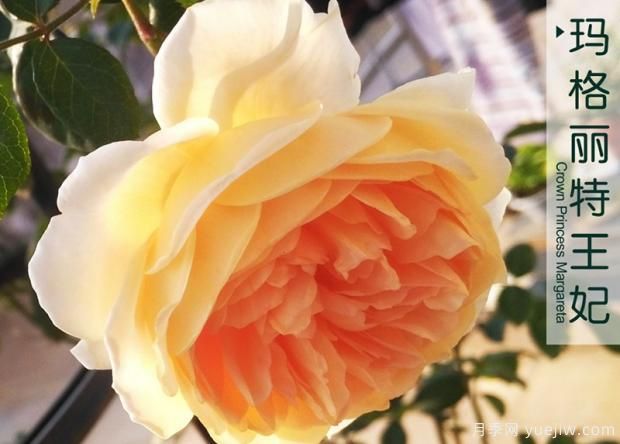 大花月季有机种植步骤(图1) 大花月季有机种植步骤(图1)