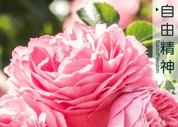 月季长虫?教你解决它!(图1) 月季长虫?教你解决它!(图1)