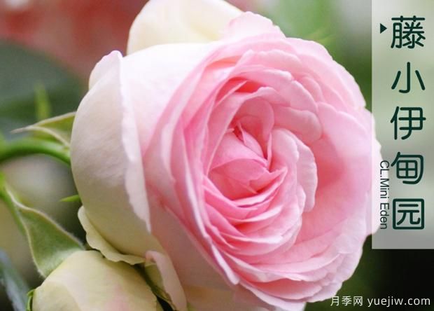 如何防止月季扦插“假活现象”?(图1) 如何防止月季扦插“假活现象”?(图1)