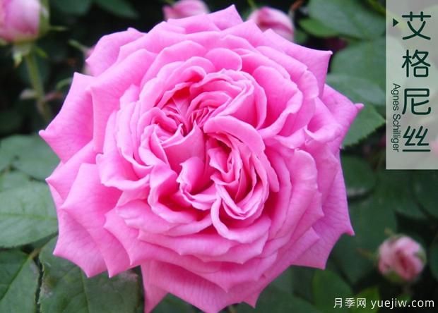 大花月季与丰花月季 你喜欢那个?(图1) 大花月季与丰花月季 你喜欢那个?(图1)