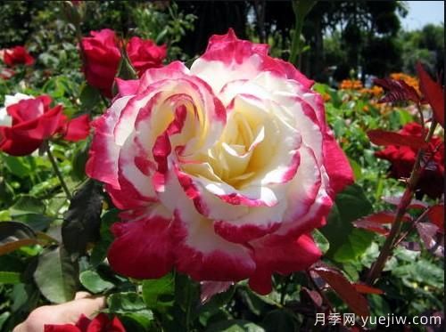 养花小白如何变大神?不可错失的月季种植入门攻略(光照篇)(图1) 养花小白如何变大神?不可错失的月季种植入门攻略(光照篇)(图1)