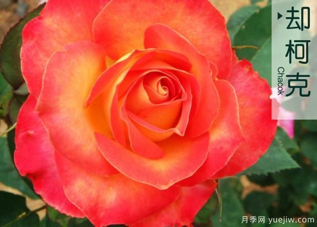 月季一年四季都开花吗(图1) 月季一年四季都开花吗(图1)