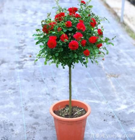 养花小白如何变大神?不可错失的月季种植入门攻略(光照篇)(图2) 养花小白如何变大神?不可错失的月季种植入门攻略(光照篇)(图2)