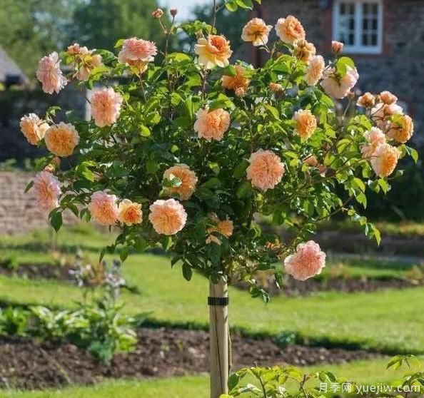 月季界的新宠——树状月季,好养又好看!(图1) 月季界的新宠——树状月季,好养又好看!(图1)