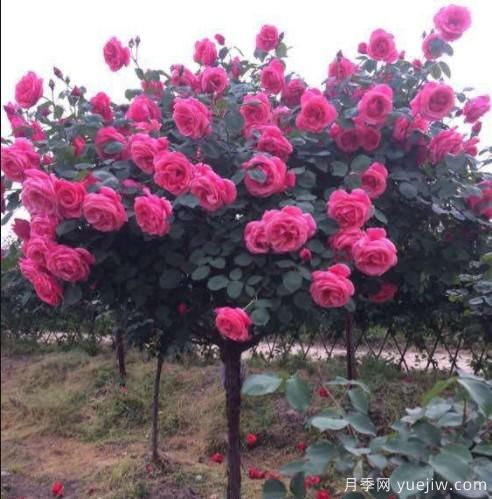 月季界的新宠——树状月季,好养又好看!(图2) 月季界的新宠——树状月季,好养又好看!(图2)