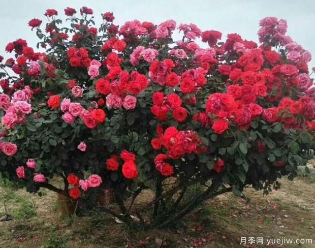 月季界的新宠——树状月季,好养又好看!(图3) 月季界的新宠——树状月季,好养又好看!(图3)
