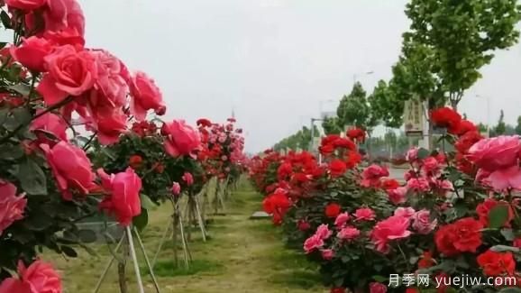 树状月季嫁接技术要点(图1) 树状月季嫁接技术要点(图1)