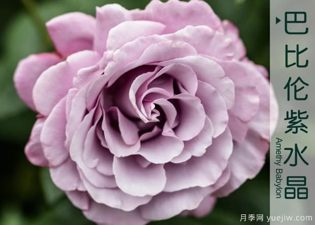 不要在死盯着微型月季了,这个春季换换口~(图1) 不要在死盯着微型月季了,5个大花微月(图1)