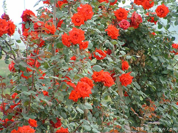 瓦尔特大叔月季(图1) 瓦尔特大叔月季(图3)