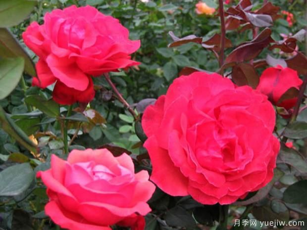 月季种植的选地建园(图1) 月季种植的选地建园(图1)