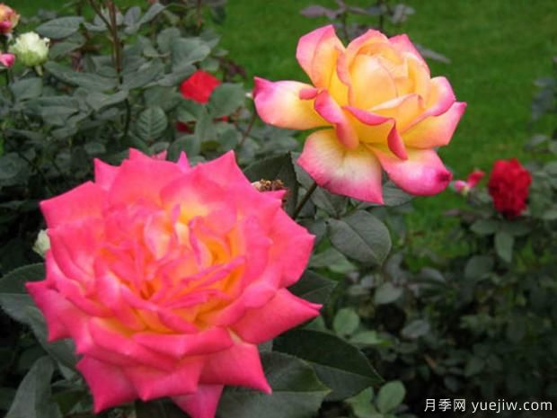 月季种植的施肥有何特点(图1) 月季种植的施肥有何特点(图1)