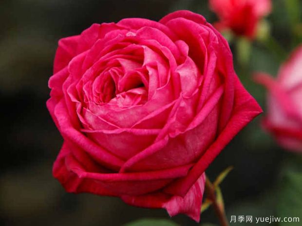 男爵夫人卡洛琳月季(图1) 卡罗琳夫人月季/男爵夫人卡洛琳月季(图1)