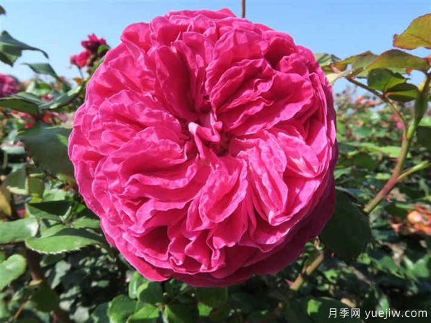 男爵夫人卡洛琳月季(图3) 卡罗琳夫人月季/男爵夫人卡洛琳月季(图5)