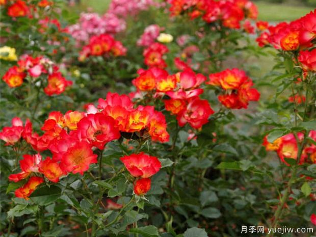 夏日之恋月季/嬉皮之夏月季(图2)