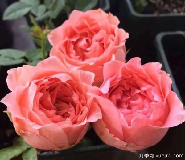 月季花,开开落落,无断有续,将美艳演绎成长久的绚丽(图1) 月季花,开开落落,无断有续,将美艳演绎成长久的绚丽(图1)